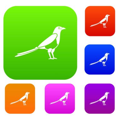 Kuş magpie koleksiyonu ayarla