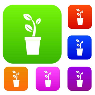 Pot set koleksiyonunda filiz