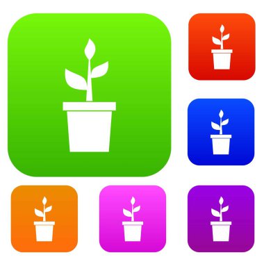 Kil pot set koleksiyonunda bitki