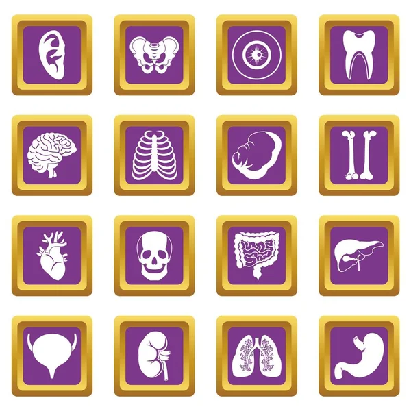 Iconos de órganos humanos conjunto púrpura — Vector de stock