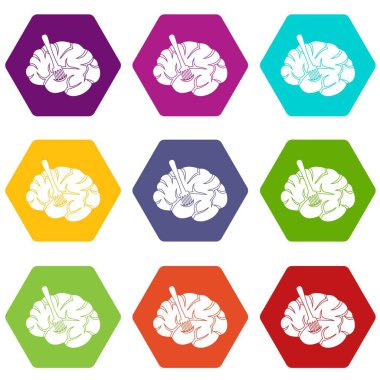 Çatal beyin simge kümesi renk altı yüzlü eklenir