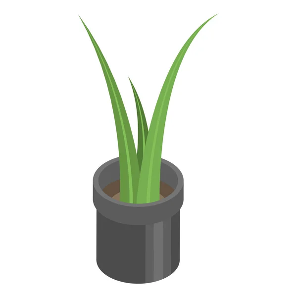 Icono de planta de maceta de oficina, estilo isométrico — Vector de stock