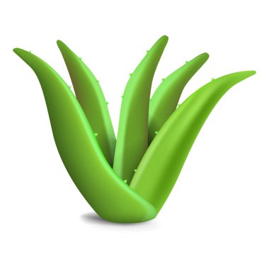 Aloe vera bitki simgesi, gerçekçi