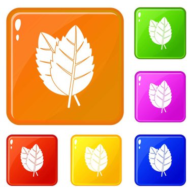 İki fesleğen simgeler vektör rengi ayarlamak yaprakları