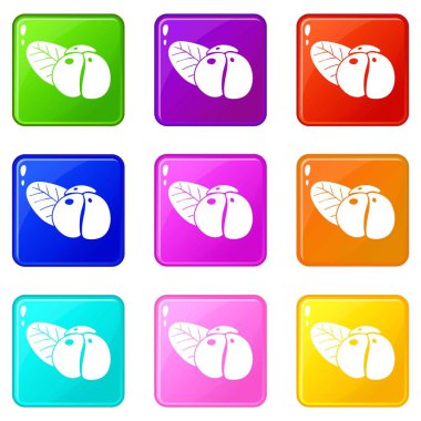 Ephedra simgeler 9 renk koleksiyonu ayarlamak