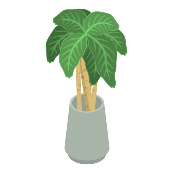 Big Leaf pot plant icoon, isometrische stijl — Stockvector