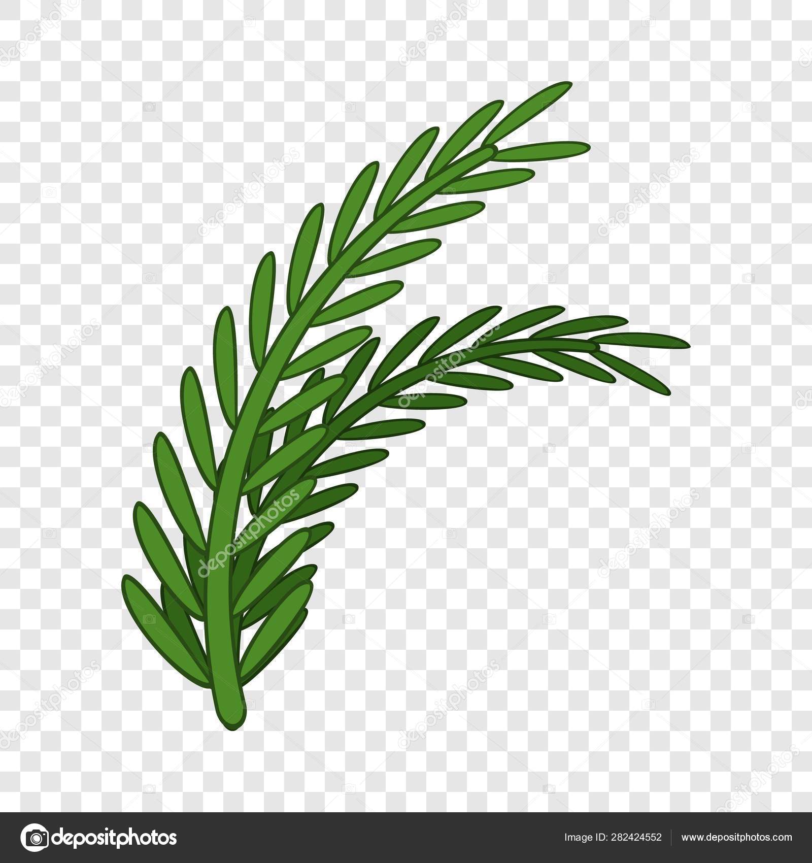 Fresh rosemary sprigs icon, cartoon style Stock Vector Image by ©ylivdesign 282424552