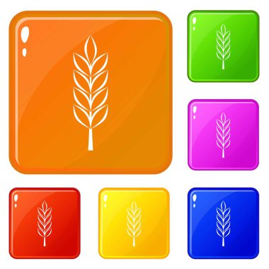 Buğday başak simgeler vektör renk ayarlamak