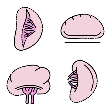 Dalak simgesi çizgisi renk vektörü