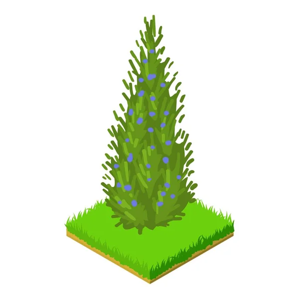 Thuja icoon, isometrische stijl — Stockvector