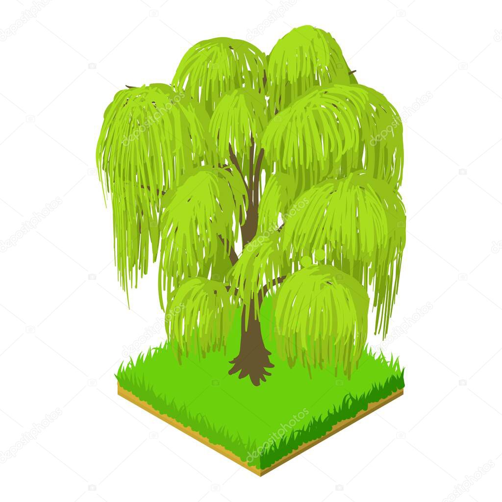 Weeping willow icon, isometric style
