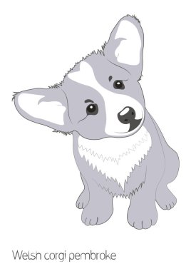 Vektör görüntüsü. Beyaz bir arka planda sevimli küçük bir köpek, bir köpek yavrusu. Welsh Corgi Pembroke