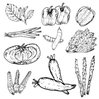 El çizilmiş sebze seti, Organik otlar ve baharatlar, Sağlıklı gıda çizimleri ayarlayın. Vektör çizimi.