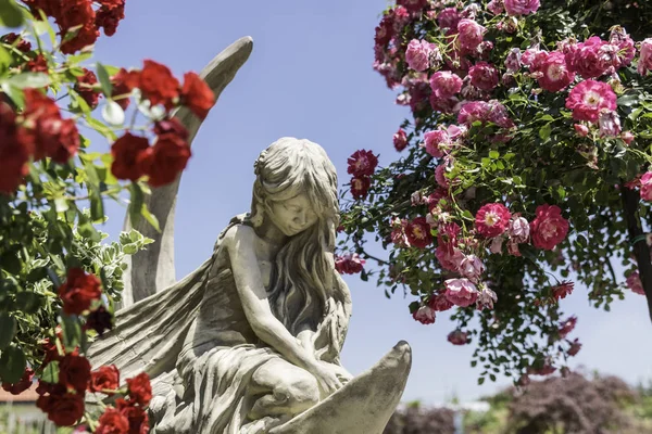 Bahçesinde gül bush