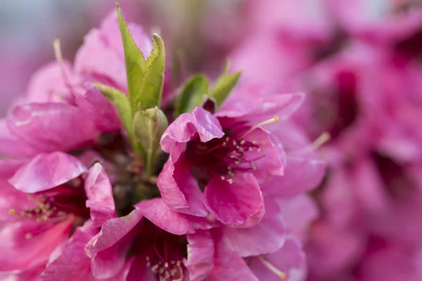 Gros plan de fleurs roses de pêches en fleurs . — Photo