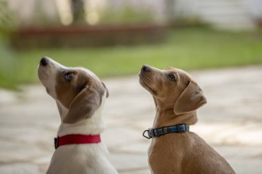 İki genç Jack Russell Terrier açık havada bakmak.