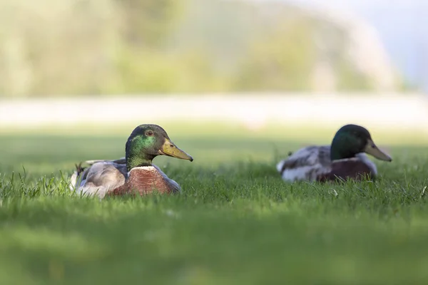 Két hím Mallard kacsa a zöld fűben.. — Stock Fotó