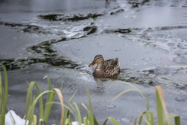Female duck playing and floating on winter ice frozen city park pond.