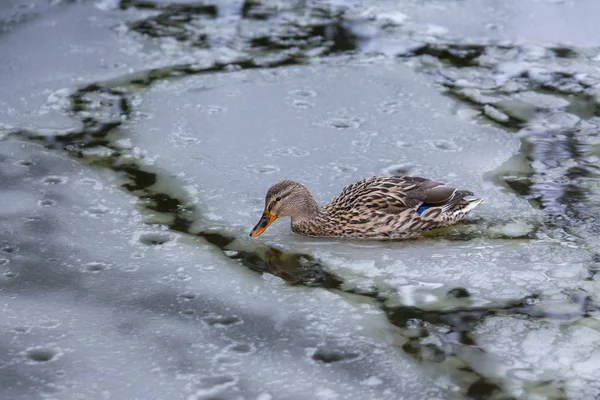 Női kacsa játszik, és a téli jég fagyasztott city park tó úszó. — Stock Fotó