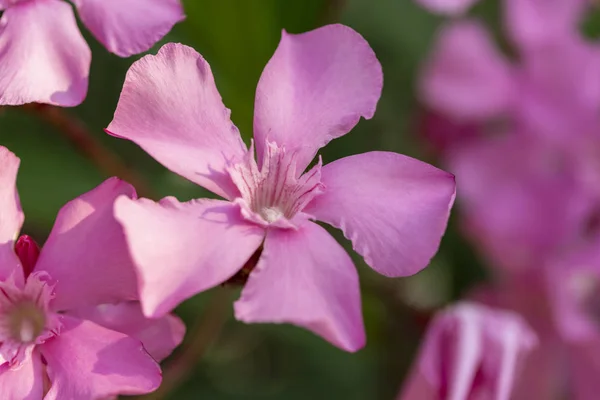 Luz rosa oleander blooming manojo de cerca —  Fotos de Stock