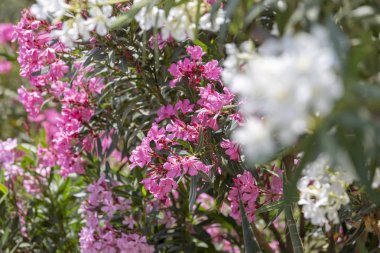 Yunanistan 'ın Oşelos Adası' ndaki yazlık evde renkli bir bahçe.