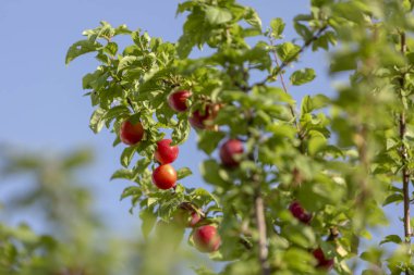 Sun, yabani ağaç büyüyen tarafından kırmızı mirabelle kiraz Erik - Prunus domestica syriaca yaktı.