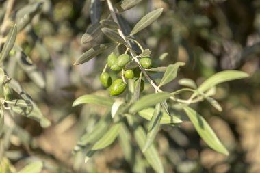 Taze zeytin ve yeşil yapraklı bir zeytin ağacını yakından çek..