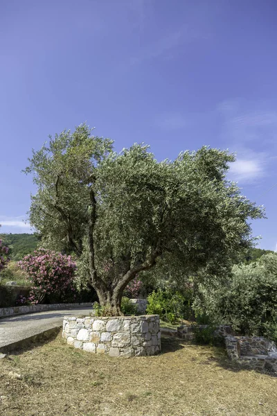 An olive tree grows in a courtyard in Skopelos Island, Greece. — Stock Photo, Image