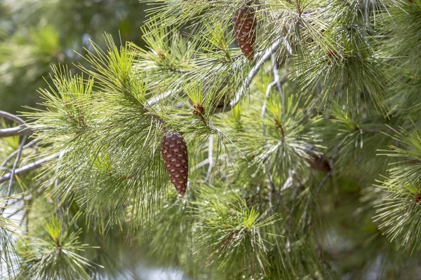 Närbild av kottar på gren. — Stockfoto