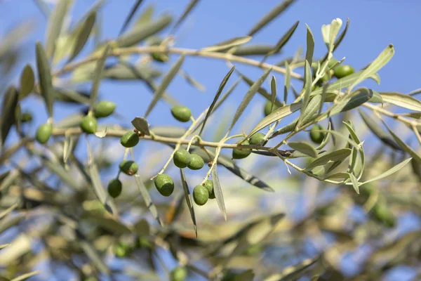 stock image Close up shot of an olive tree with fresh olives and green leafs.