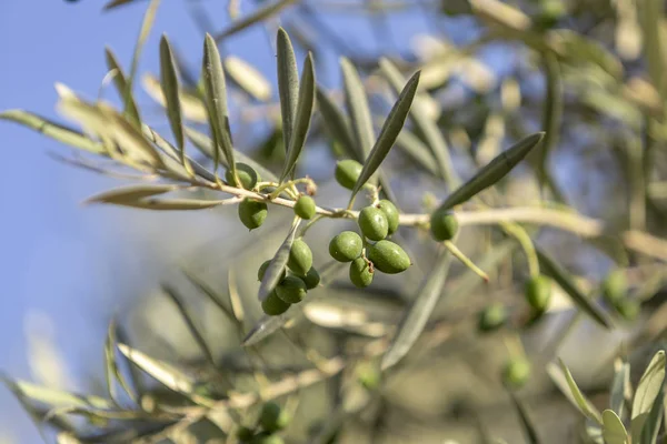 Colpo da vicino di un ulivo con olive fresche e foglie verdi. — Foto Stock