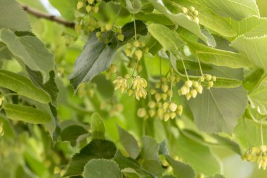 Beautiful linden branches with flowering buds close-up. clipart