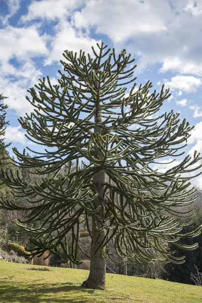 Maymun puzzle ağacı - araucaria araucana bulutlu gökyüzü karşı.