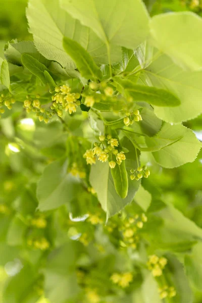 Güzel linden dalları ile çiçek tomurcukları yakın çekim.