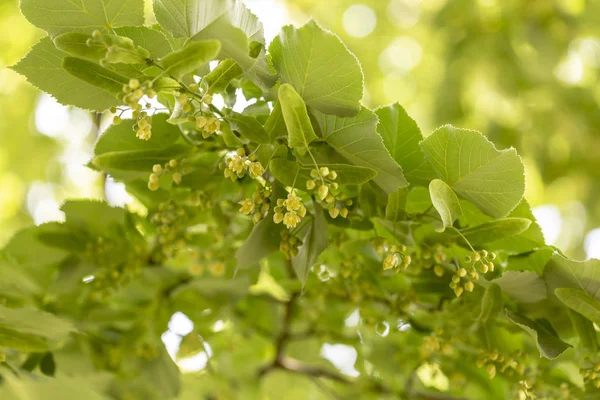 Hermosas Ramas Tilo Con Brotes Florecientes Cerca — Foto de Stock