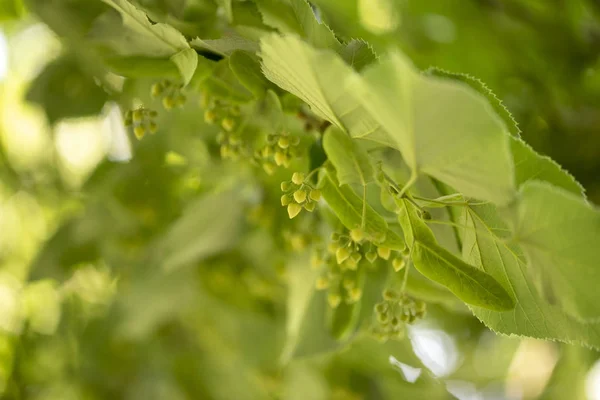 Hermosas Ramas Tilo Con Brotes Florecientes Cerca — Foto de Stock