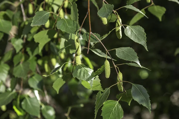 Las vainas de semillas de abedul en la rama se cierran durante la primavera . — Foto de Stock