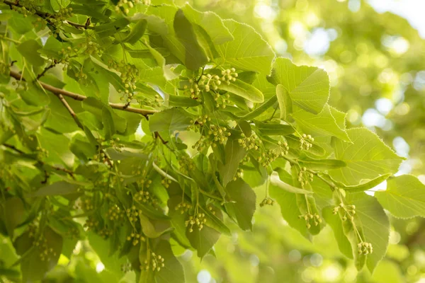 Primer plano de las ramas de tilo florecientes durante la primavera . — Foto de Stock