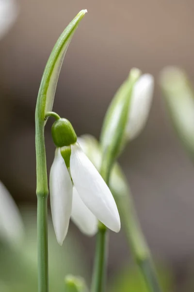 Fleurs de chute de neige - Galanthus nivalis en gros plan avec une mise au point sélective . — Photo