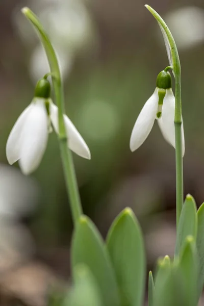 Fleurs de chute de neige - Galanthus nivalis en gros plan avec une mise au point sélective . — Photo