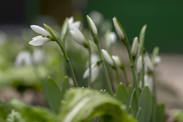 Fleurs de chute de neige - Galanthus nivalis en gros plan avec une mise au point sélective . — Photo