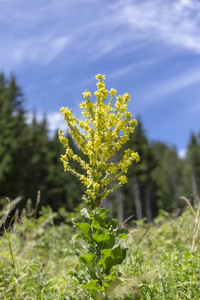 Flor de la planta de muleína en el prado en la naturaleza en Bulgaria . —  Fotos de Stock