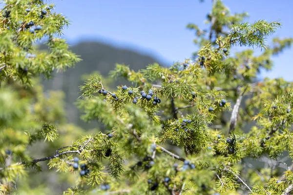 Gäng enbär på en grön gren i höst. — Stockfoto