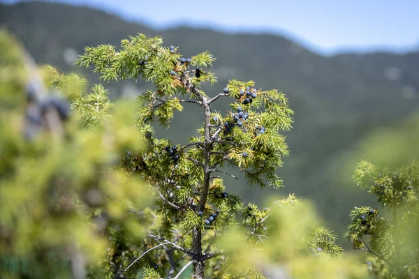 Gäng enbär på en grön gren i höst. — Stockfoto