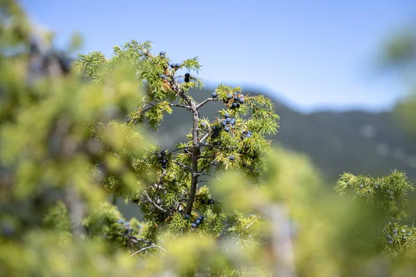 Gäng enbär på en grön gren i höst. — Stockfoto
