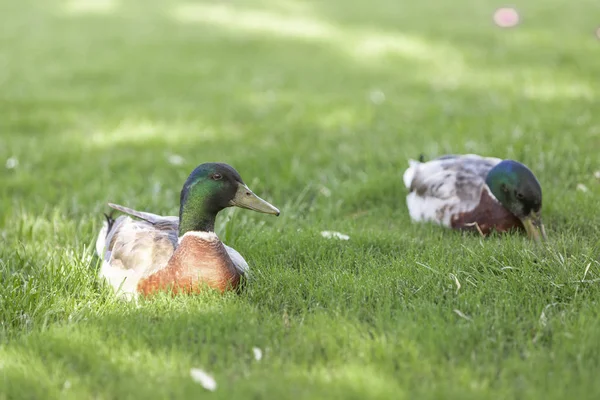 Två manliga Mallard Ducks på det gröna gräset. — Stockfoto
