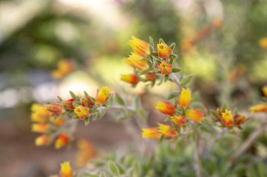 Yunanistan 'ın başkenti Atina' da bir bahçede küçük çiçekler.