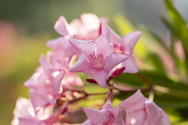 Luz rosa oleander blooming manojo de cerca —  Fotos de Stock