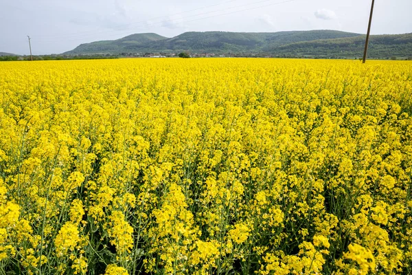 Campo amarillo de colza en flor en Bulgaria. —  Fotos de Stock