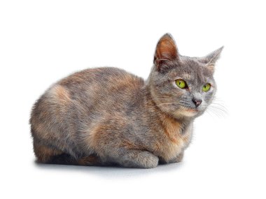 Yeşil gözlü genç kedi beyaz arka planda izole edilmiş.